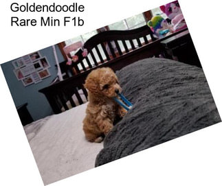 Goldendoodle Rare Min F1b