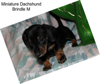 Miniature Dachshund Brindle M