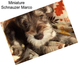 Miniature Schnauzer Marco