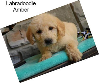 Labradoodle Amber