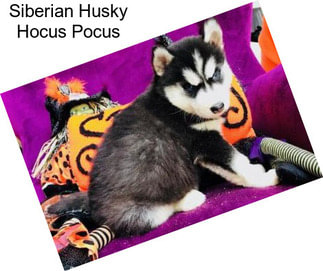Siberian Husky Hocus Pocus