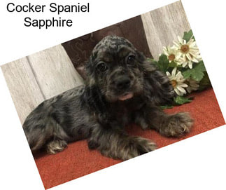 Cocker Spaniel Sapphire