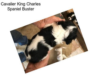 Cavalier King Charles Spaniel Buster