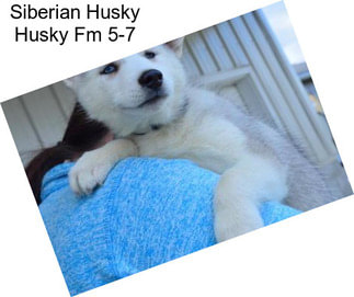 Siberian Husky Husky Fm 5-7