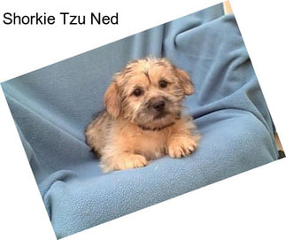 Shorkie Tzu Ned