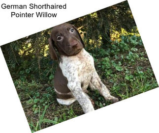 German Shorthaired Pointer Willow