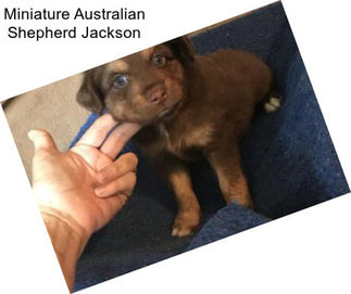 Miniature Australian Shepherd Jackson