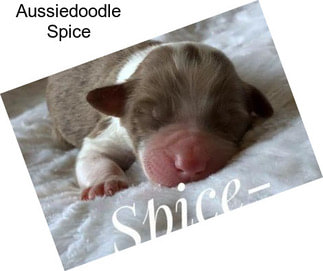 Aussiedoodle Spice