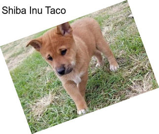 Shiba Inu Taco