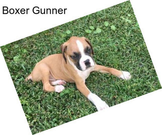 Boxer Gunner