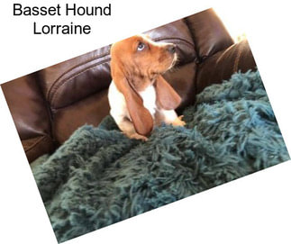 Basset Hound Lorraine