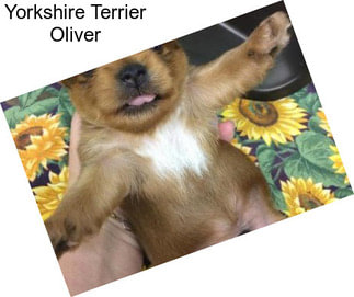 Yorkshire Terrier Oliver