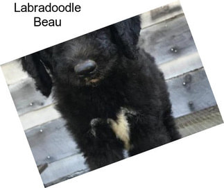 Labradoodle Beau