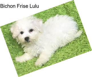 Bichon Frise Lulu