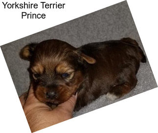 Yorkshire Terrier Prince