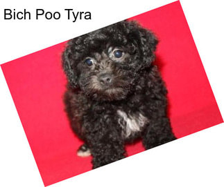 Bich Poo Tyra