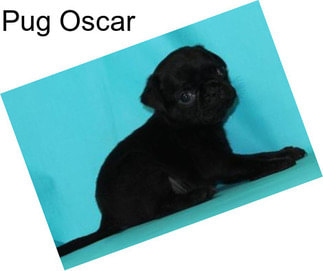 Pug Oscar