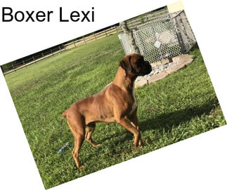 Boxer Lexi