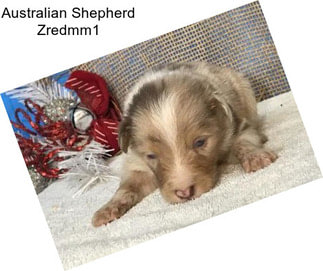 Australian Shepherd Zredmm1