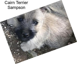 Cairn Terrier Sampson