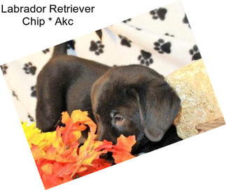 Labrador Retriever Chip * Akc