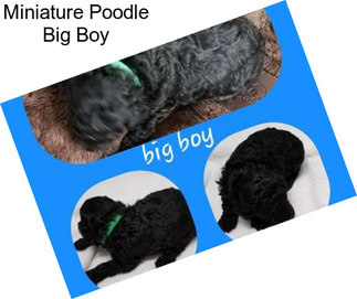 Miniature Poodle Big Boy