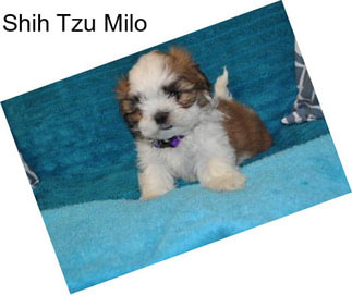 Shih Tzu Milo