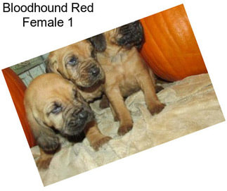 Bloodhound Red Female 1