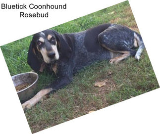 Bluetick Coonhound Rosebud