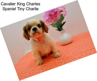 Cavalier King Charles Spaniel Tiny Charlie