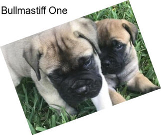 Bullmastiff One