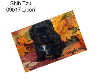 Shih Tzu 09b17 Licori