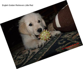 English Golden Retrievers Little Red