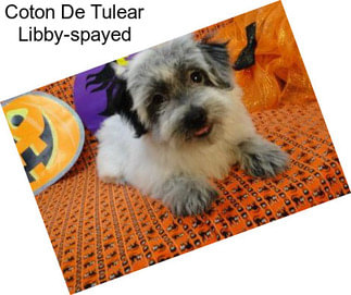 Coton De Tulear Libby-spayed