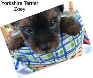 Yorkshire Terrier Zoey