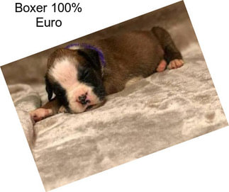 Boxer 100% Euro