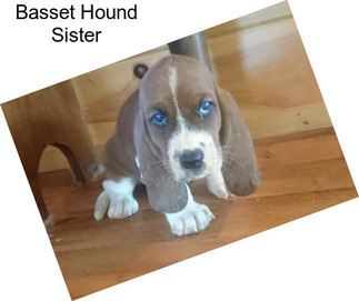 Basset Hound Sister