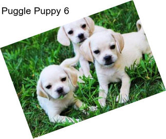 Puggle Puppy 6