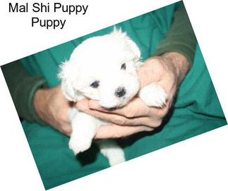 Mal Shi Puppy Puppy