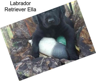 Labrador Retriever Ella