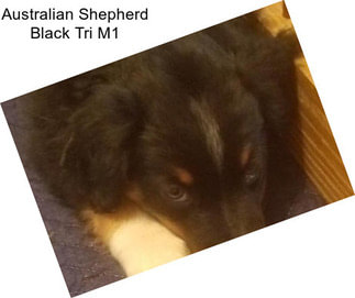 Australian Shepherd Black Tri M1