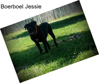 Boerboel Jessie