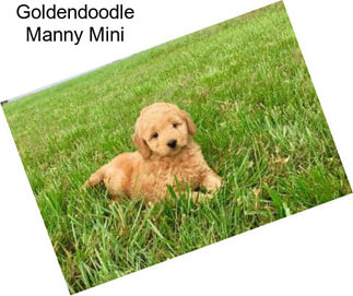 Goldendoodle Manny Mini