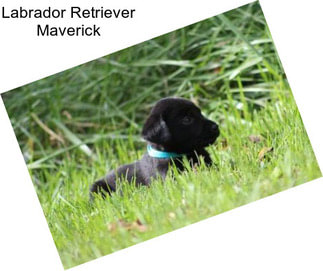Labrador Retriever Maverick