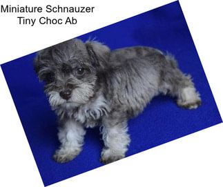 Miniature Schnauzer Tiny Choc Ab