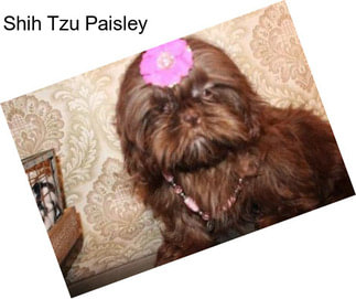 Shih Tzu Paisley