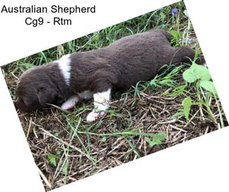 Australian Shepherd Cg9 - Rtm