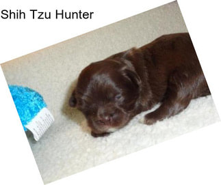 Shih Tzu Hunter