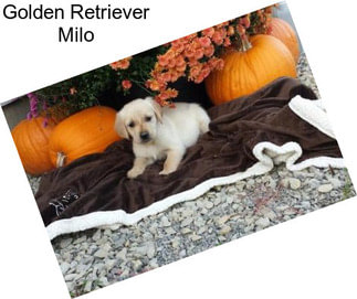 Golden Retriever Milo