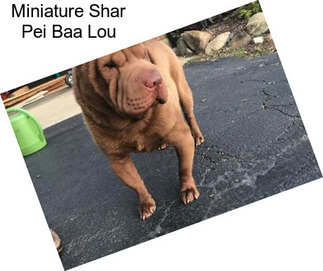 Miniature Shar Pei Baa Lou